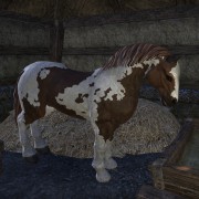 ESO - Guides - Pferde